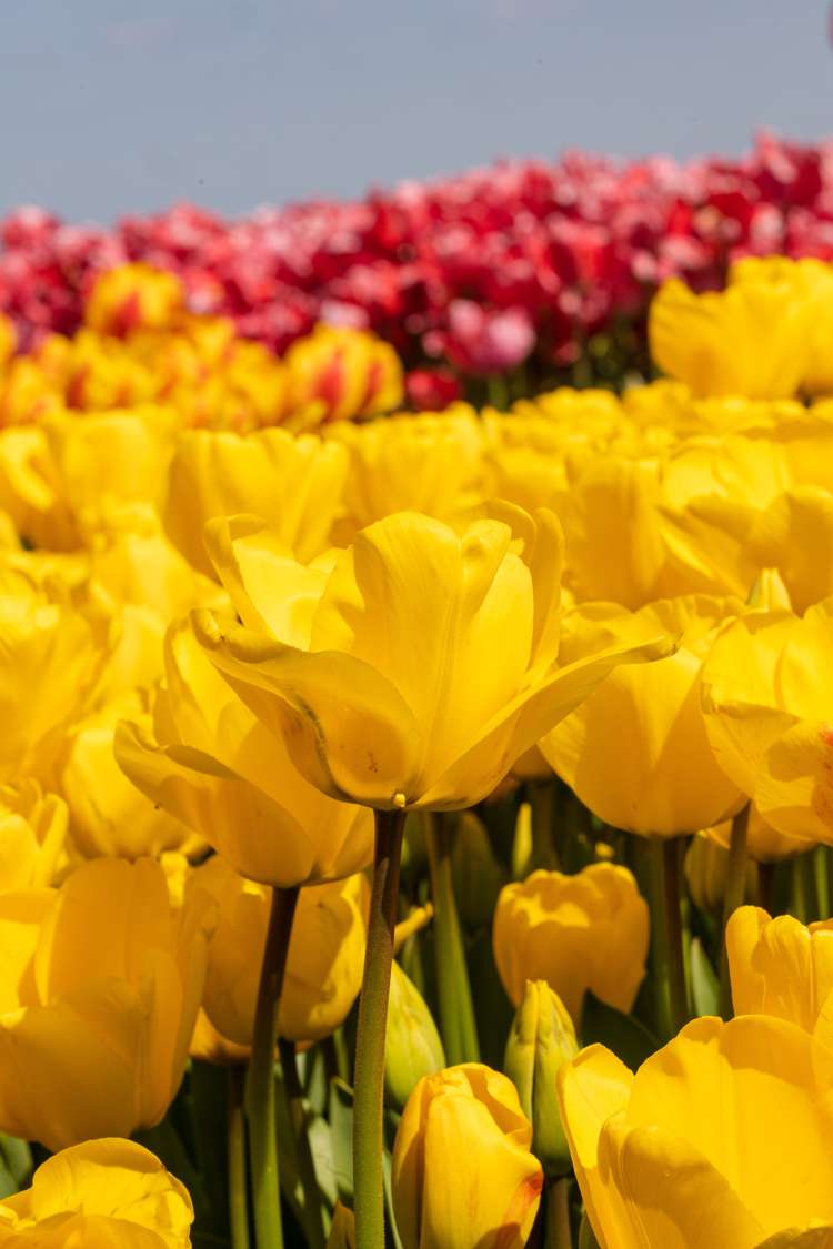 Tulpe 'Golden Apeldoorn'